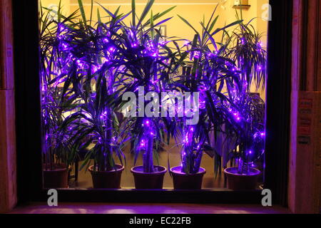 Roma, Italia. 7 dicembre, 2014. Le luci di Natale e lo shopping nel centro di Roma Italy © Gari Wyn Williams / Alamy Live News Foto Stock