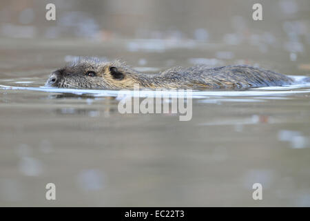(Nutria Myocastor coypus) in un lago di Leipzig, in Sassonia, Germania Foto Stock
