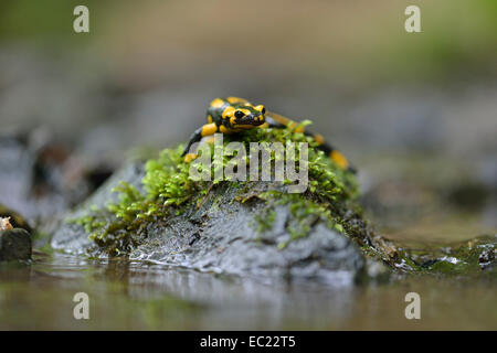 Bloccate salamandra pezzata (Salamandra salamandra ssp. Terrestris) su un muschio-pietra coperta a Stolberg, Sassonia-Anhalt, Germania Foto Stock