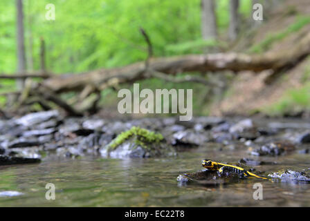 Bloccate salamandra pezzata (Salamandra salamandra ssp. Terrestris) su un muschio-pietra coperta a Stolberg, Sassonia-Anhalt, Germania Foto Stock