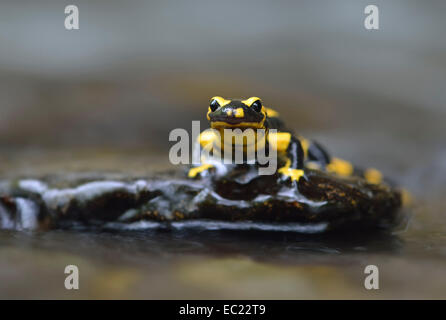 Bloccate salamandra pezzata (Salamandra salamandra ssp. Terrestris) su un muschio-pietra coperta a Stolberg, Sassonia-Anhalt, Germania Foto Stock