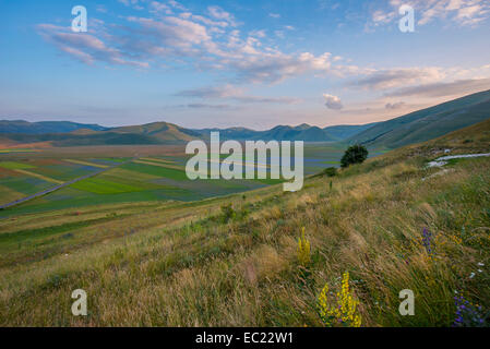 Fioritura di prato, Castelluccio di Norcia, pianoforte Grande, Parco Nazionale dei Monti Sibillini, Umbria, Italia Foto Stock