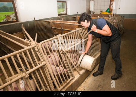 Giovane agricoltore alimentazione di suini, Sprenger fattoria di famiglia di Schwaz distretto, Famiglia Tirolo, Austria Foto Stock