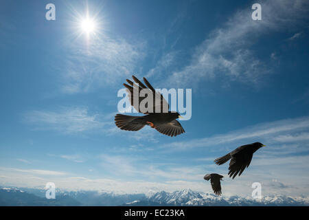 Gracchi alpini (Pyrrhocorax graculus) in volo, Unterberg, Salisburgo, Austria Foto Stock