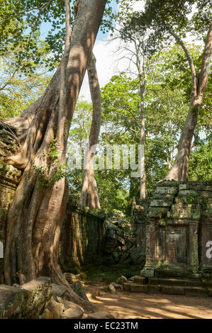 Albero radici nel tempio di Ta Prohm, vicino a Siem Reap, Cambogia Foto Stock