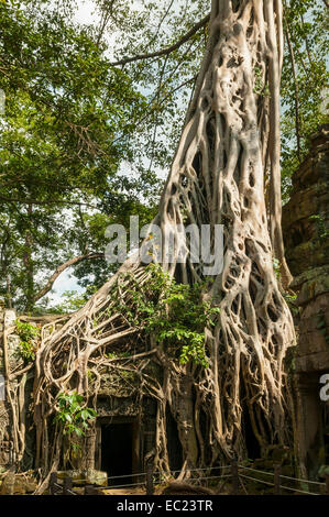Albero radici nel tempio di Ta Prohm, vicino a Siem Reap, Cambogia Foto Stock