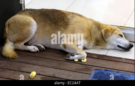 Redhead fat cane dorme sul pavimento Foto Stock