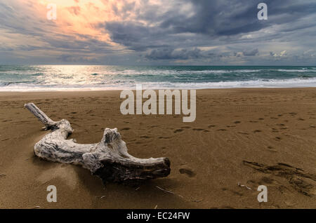 Albero morto attendere sulla spiaggia Grecia Foto Stock