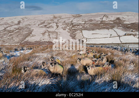 Swaledale, nello Yorkshire, Regno Unito. 08 dic 2014. Swaledale pecore in attesa di cibo extra dai loro pastori nella neve. Credito: Wayne HUTCHINSON/Alamy Live News Foto Stock