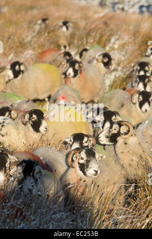 Swaledale, nello Yorkshire, Regno Unito. 08 dic 2014. Swaledale pecore in attesa di cibo extra dai loro pastori nella neve. Credito: Wayne HUTCHINSON/Alamy Live News Foto Stock