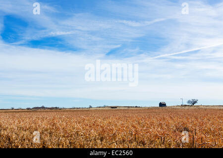 Campagna vicino Shattuck, Ellis County, Oklahoma, Stati Uniti d'America Foto Stock