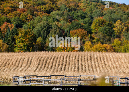 Un campo di grano in Ontario. Foto Stock