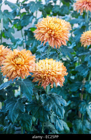 Fiore di arancia capi di fine fioritura invernale riflessi crisantemo 'Bronzo perfezione Mayford' ad RHS Gardens in Wisley, Surrey (classificazione 4aB) Foto Stock