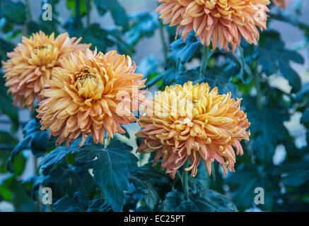 Fiore di arancia capi di fine fioritura invernale riflessi crisantemo 'Bronzo perfezione Mayford' ad RHS Gardens in Wisley, Surrey (classificazione 4aB) Foto Stock