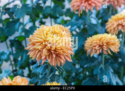 Fiore di arancia capi di fine fioritura invernale riflessi crisantemo 'Bronzo perfezione Mayford' ad RHS Gardens in Wisley, Surrey (classificazione 4aB) Foto Stock