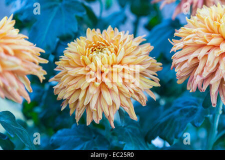 Fiore di arancia capi di fine fioritura invernale riflessi crisantemo 'Bronzo perfezione Mayford' ad RHS Gardens in Wisley, Surrey (classificazione 4aB) Foto Stock