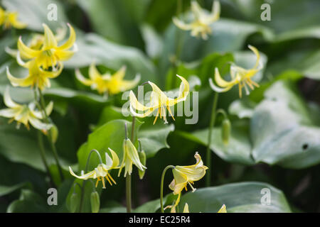 Gruppo di piccole perenni delicato giallo pallido del cane dente viola Erythronium tuolumnense "Pagoda' fioritura in primavera alla RHS Gardens, Wisley, Surrey Foto Stock