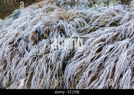 Delicato feathery fronde, Hakonechloa macra 'Alboaurea', golden variegato di erba di hakone nativo di Honshu, Giappone, contemplati nel gelido inverno cristalli di brina Foto Stock