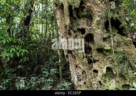 Belian o Borneo Ironwood tree, tronco morto erosione e resistendo marciume nella foresta pluviale, Parco Nazionale di Gunung Mulu, Malaysia Foto Stock