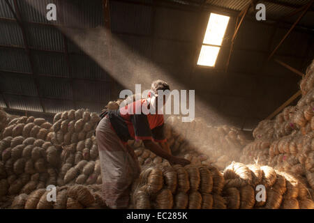 Dacca in Bangladesh. 08 dic 2014. Il lavoro del Bangladesh di lavorare all'interno di iuta godown Munshigonj nella periferia di Dhaka. Il Bangladesh è il più grande produttore mondiale di iuta, una sostanza fibrosa utilizzato nella realizzazione di tela ruvida, sacchi, stuoie, corda e spago e tappeto appoggiando. La iuta è un settore vitale da economico, agricolo, industriale e punto di vista commerciale in Bangladesh. Una volta la iuta è stato chiamato il "d'Oro" di fibra del Bangladesh. e la crescita di questo settore è in una condizione di vulnerabilità. Credito: zakir hossain chowdhury zakir/Alamy Live News Foto Stock