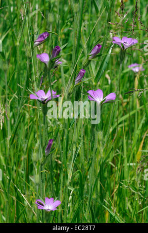 Corncockle - Agrostemma githago rari seminativi fiore selvatico Foto Stock