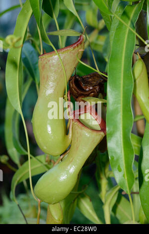 Pianta brocca o Monkey Cup - Nepenthes ventricosa brocca tropicale pianta endemica delle Filippine Foto Stock