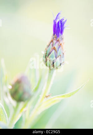 Tranquilla estate natura scena, close up del fiore di cardo in presenza di luce solare Foto Stock