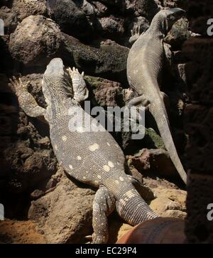 Coppia di roccia africana monitora a.k.a. Bianco monitor throated ( Varanus albigularis) Foto Stock