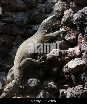 Africa monitor Rock a.k.a. Bianco Monitor throated ( Varanus albigularis) salendo su una parete di roccia Foto Stock