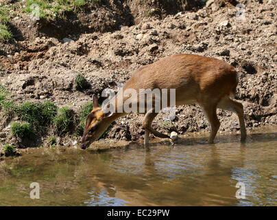 Reeve femmina del cervo muntjac (Muntiacus reevesi) acqua potabile, camminando lungo il bordo dell'acqua Foto Stock