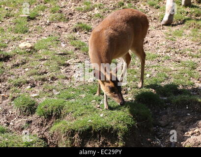 Reeve femmina del cervo muntjac (Muntiacus reevesi) Foto Stock