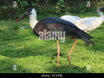 Lanosi colli o Cicogna Cicogna Vescovo (Ciconia episcopus) Foto Stock