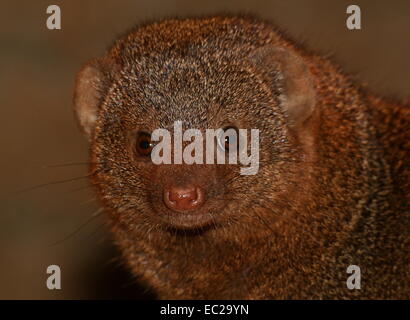 Close-up della testa della East African comune la mangusta nana (Helogale parvula) Foto Stock