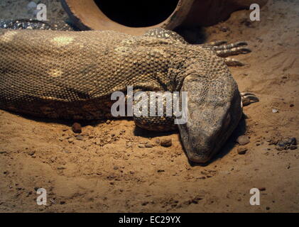 Africa monitor Rock a.k.a. Bianco-throated Monitor ( Varanus albigularis) a Dierenpark Zoo di Amersfoort, Paesi Bassi Foto Stock