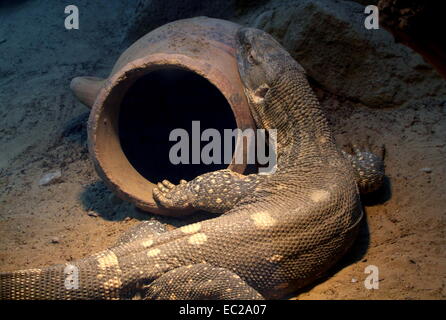 Africa monitor Rock a.k.a. Bianco Monitor throated ( Varanus albigularis) a Dierenpark Zoo di Amersfoort, Paesi Bassi Foto Stock