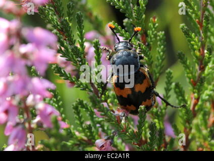 Nicrophorus vespillo, una grande e colorata di seppellimento europea scarabeo o sexton beetle nel campo heath Foto Stock