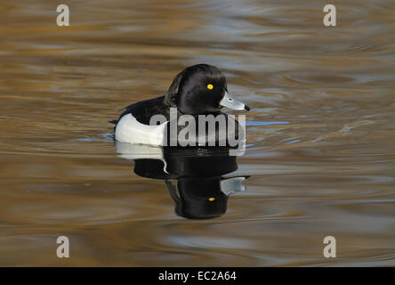 Maschi di anatra Tufted sull'acqua Foto Stock