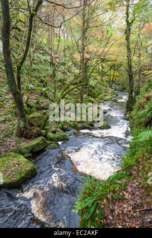 Burbage Brook, una corrente che fluisce attraverso il bosco in autunno a Padley Gorge nel Derbyshire, Parco Nazionale di Peak District, England, Regno Unito Foto Stock