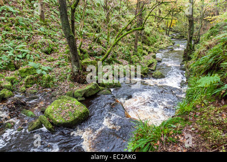 Flusso che scorre attraverso il bosco in autunno. Burbage Brook, Padley Gorge nel Derbyshire, Parco Nazionale di Peak District, England, Regno Unito Foto Stock