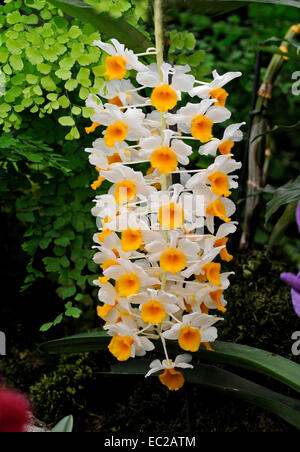 Close up di esotismo Orchid Dendrobium thyrsiflorum in serra Foto Stock