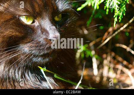 Grande gatto nero la caccia per la sua preda Foto Stock