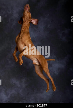 Ungherese cani Weimaraner jumping Foto Stock