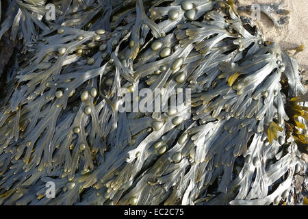 Wrack della vescica, Fucus vesiculosus, alghe alghe sulla riva a bassa marea una pianta medicinale contenente un elevato contenuto di iodio Foto Stock