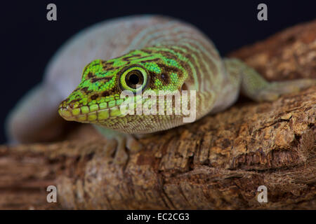 In piedi il giorno gecko / Phelsuma standingi Foto Stock