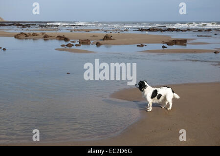 Un bianco e nero lavorando cocker spaniel al bordo dell'acqua a guardare gli uccelli in un North Yorkshire beach con la bassa marea. Foto Stock