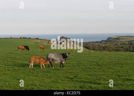 Vacche vacche di manzo all'erba in un campo sulla costa est vicino a Scarborough in North Yorkshire in una bella giornata d'autunno Foto Stock