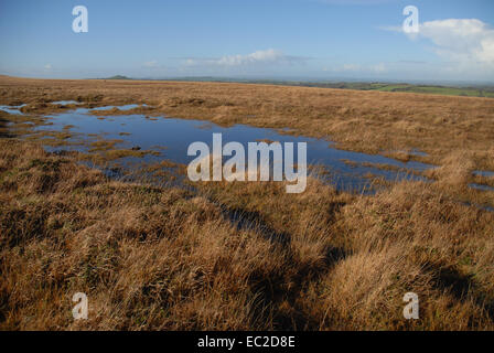 Vista autunnale del blanket bog con MOSS e erbe, Parco Nazionale di Dartmoor, Devon, Inghilterra Foto Stock