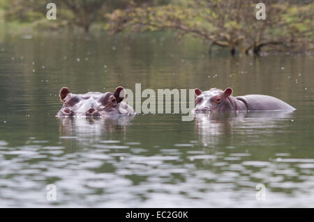 Baby ippopotamo equitazione sulla mamma indietro - Lago di Oloidien, Kenya Foto Stock