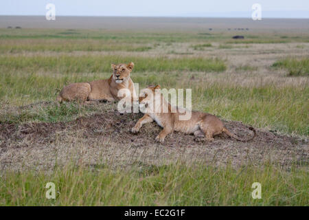 Leoni africani della Palude di orgoglio per il Masai Mara, Kenya Foto Stock