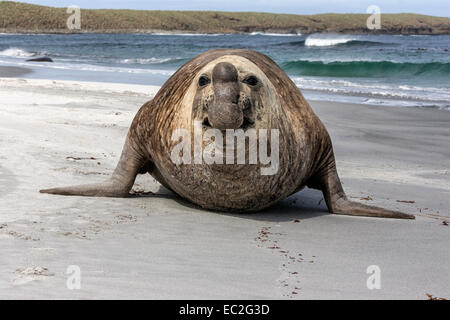 Elefante marino del sud maschio alfa in carica Foto Stock